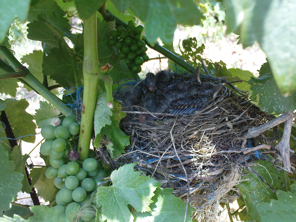 ptičje gnezno v vinogradu